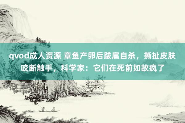 qvod成人资源 章鱼产卵后跋扈自杀，撕扯皮肤咬断触手，科学家：它们在死前如故疯了